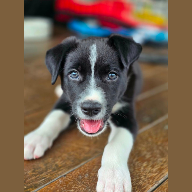 Photo of Asha