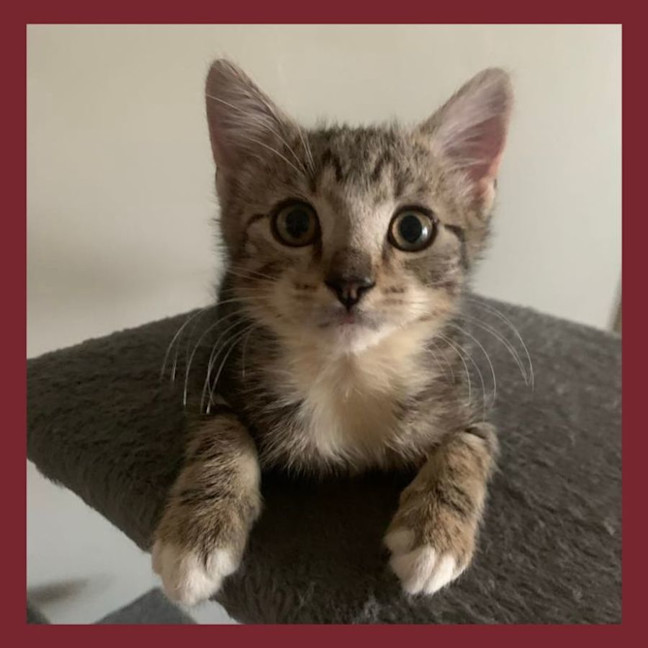 Photo of Plum