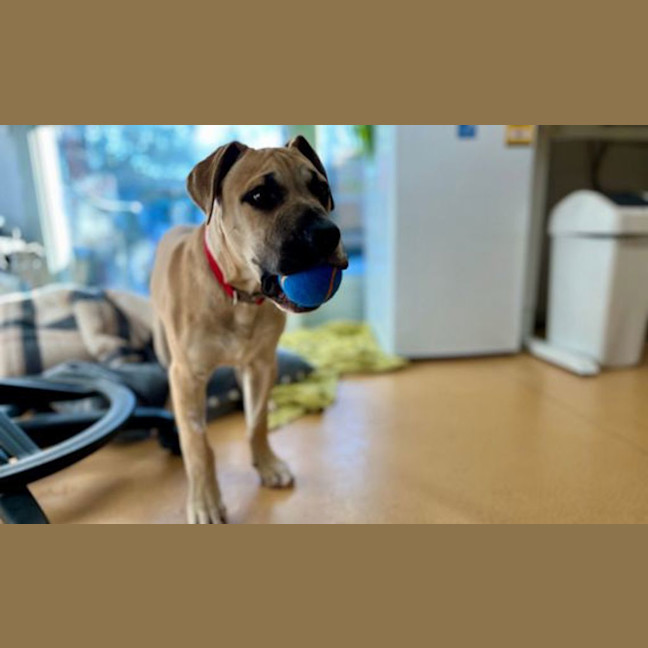 Photo of Buddy