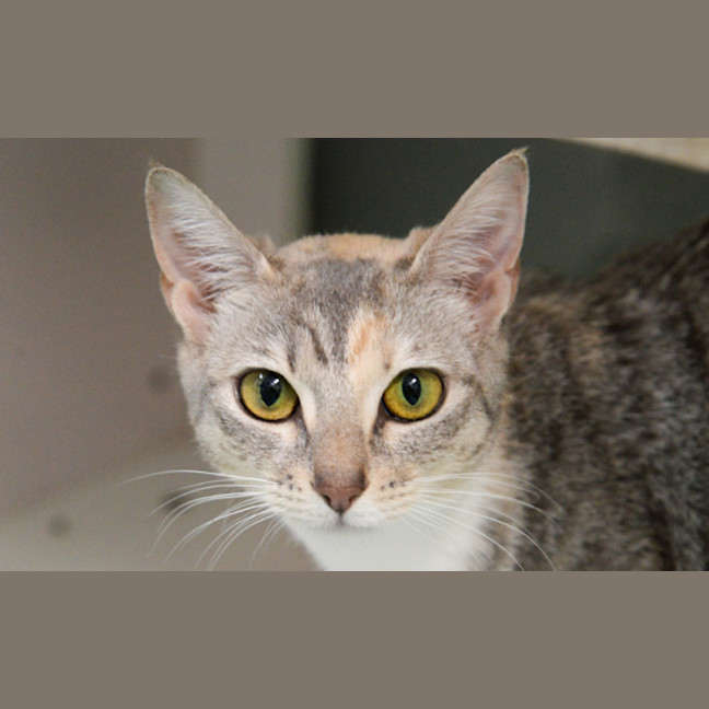 Photo of Punky