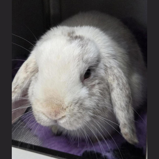 Photo of Cashew