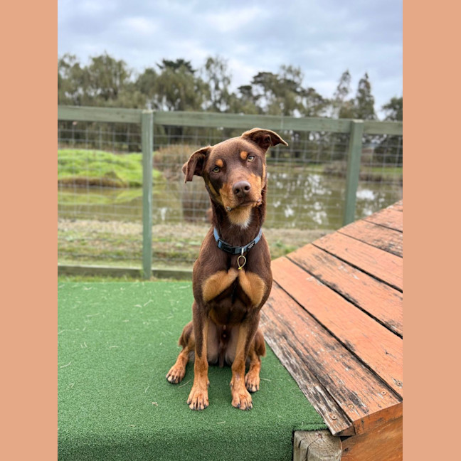 Photo of Otto