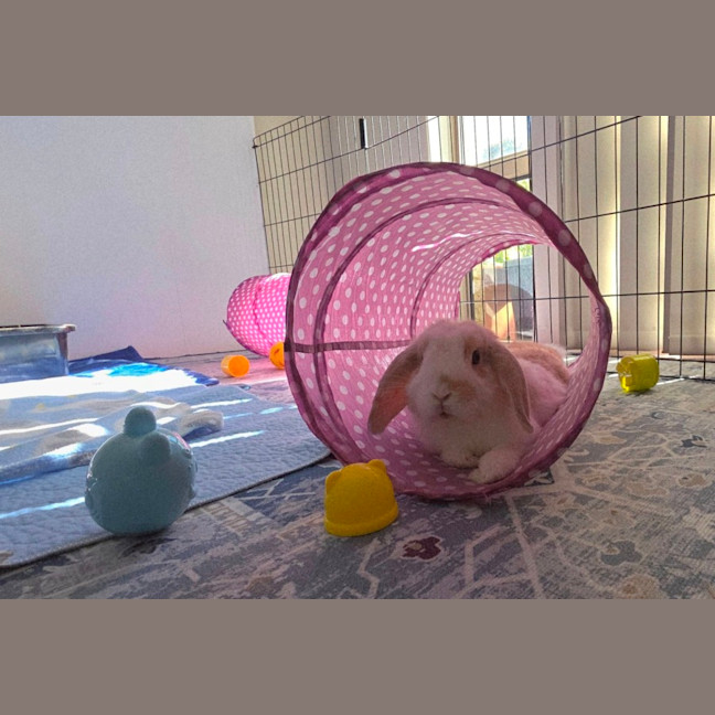 Photo of Biscuit *On Trial*