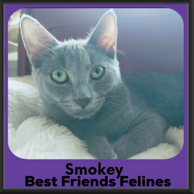 Photo of Smokey 