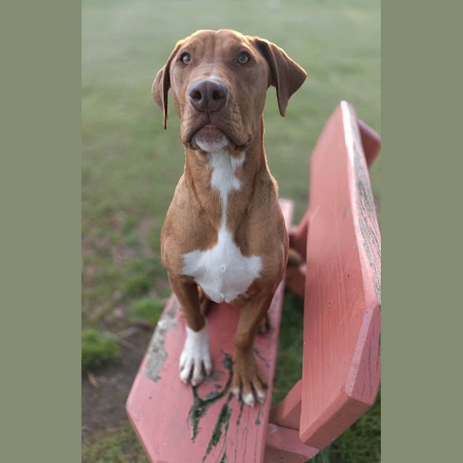 Photo of Stimpy