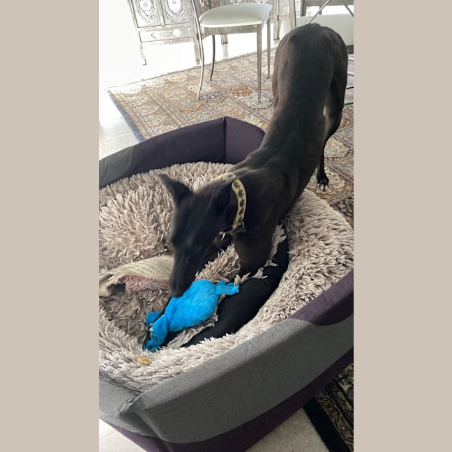 Photo of Precious The Greyhound 