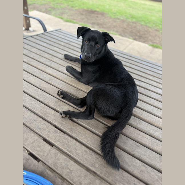 Photo of Puddin   1 Year Old Kelpie X Cattle Dog