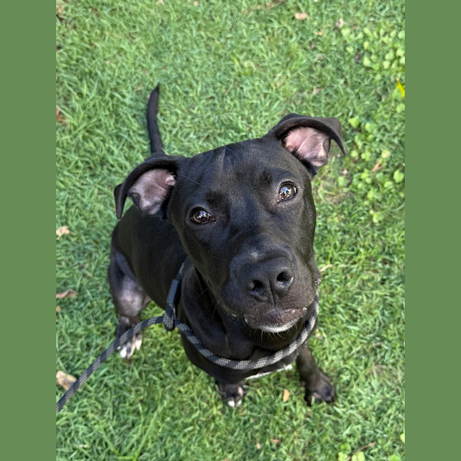 Photo of Buddy
