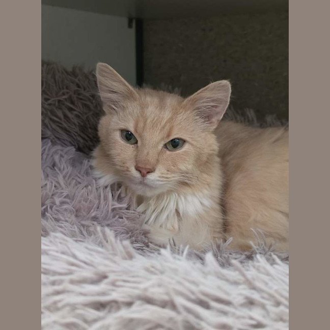 Photo of Teddy