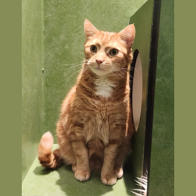 Photo of Otis