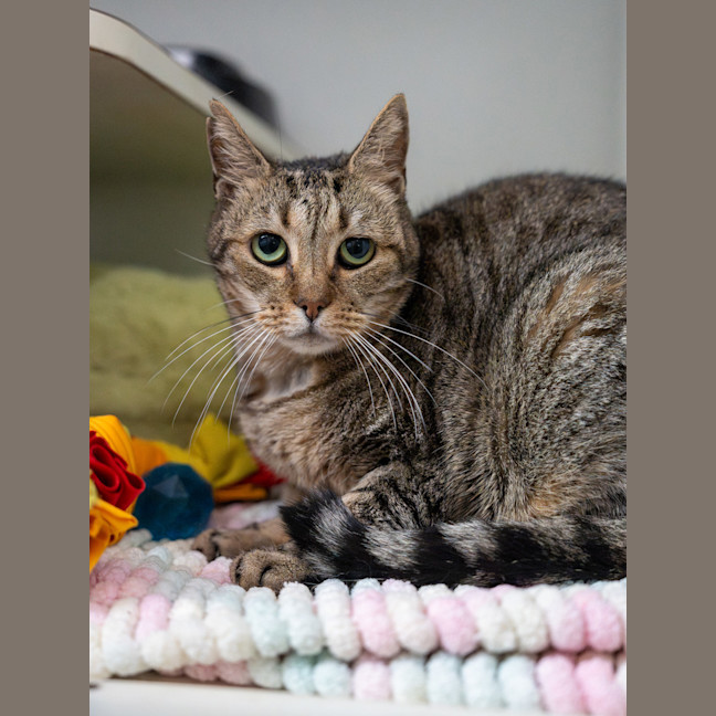 Photo of Tutankhamun