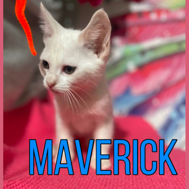 Photo of Maverick 