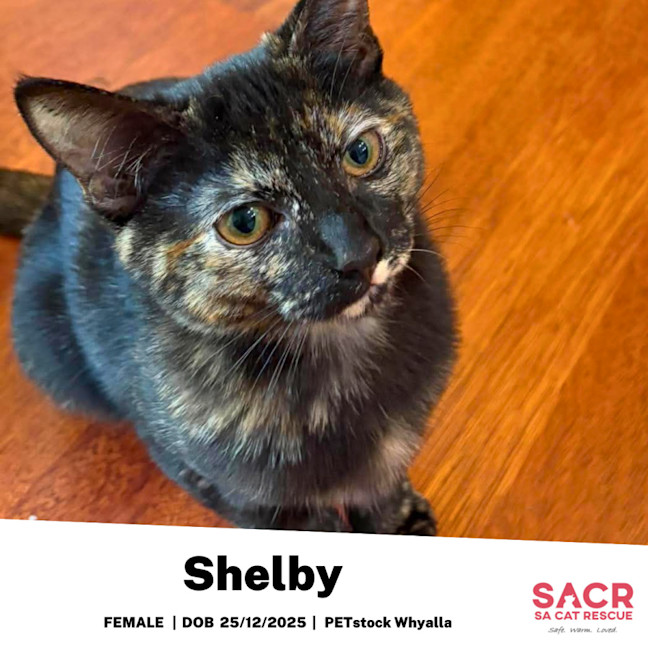Photo of Shelby