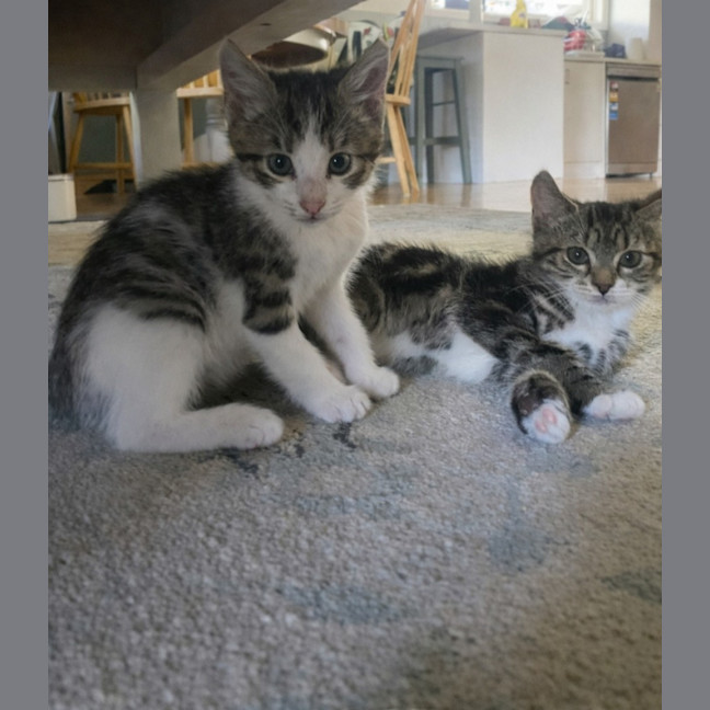 Photo of 🐾 Apollo 🐾