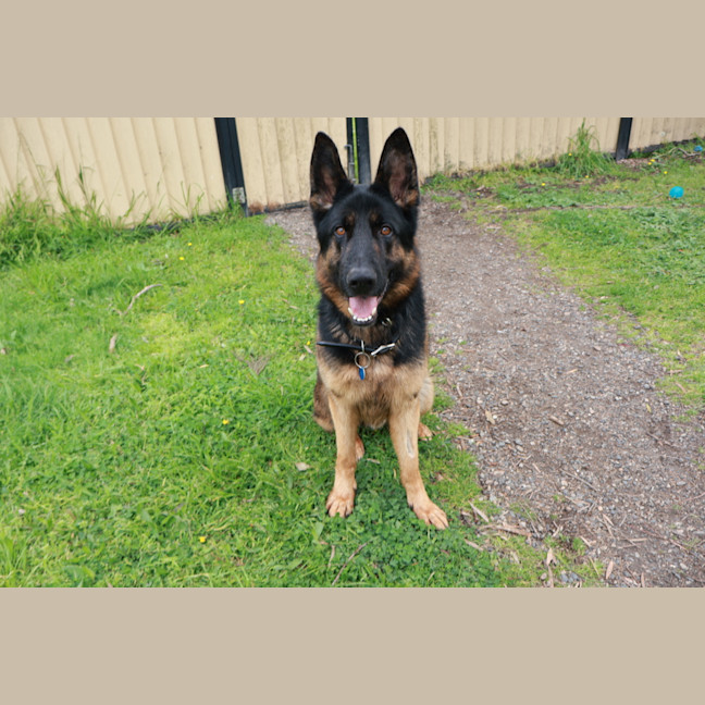 Photo of Rex