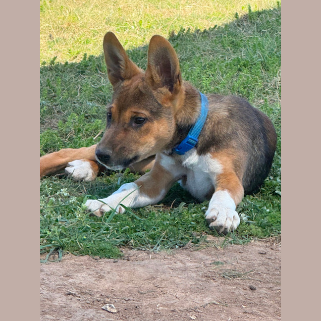 Photo of Rex 