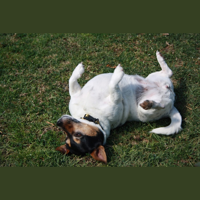 Photo of Ziggy And Zepha