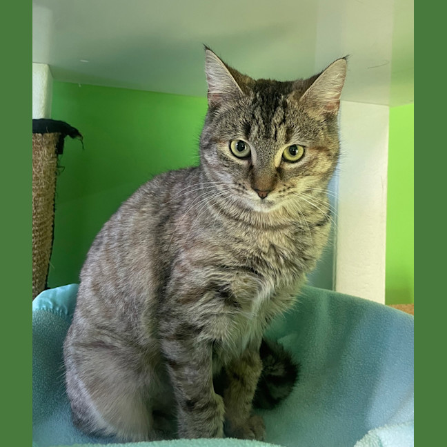 Photo of Suki