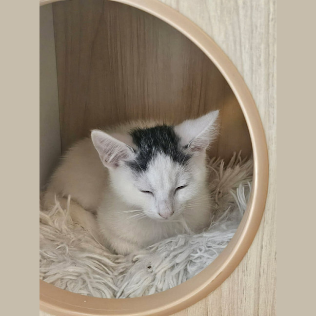 Photo of Eddie *9 Lives Project Rescue*