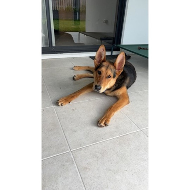 Photo of Turbo *$350 Adoption Fee*