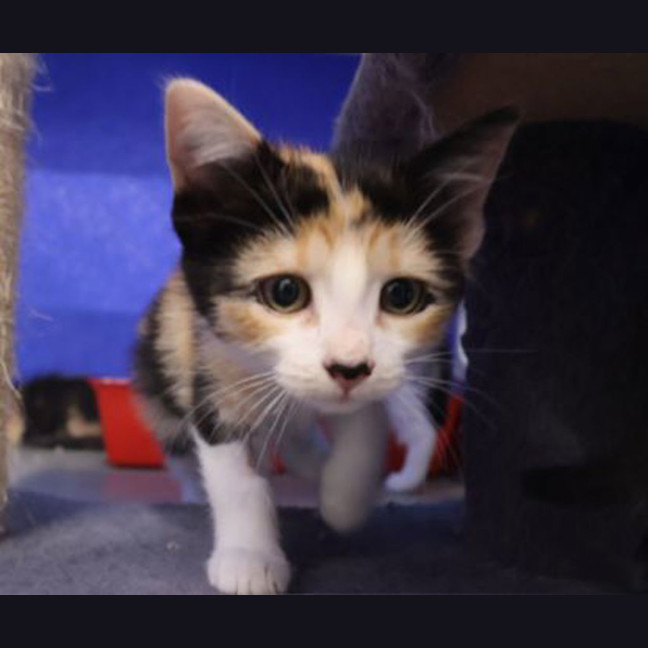 Photo of Clover 