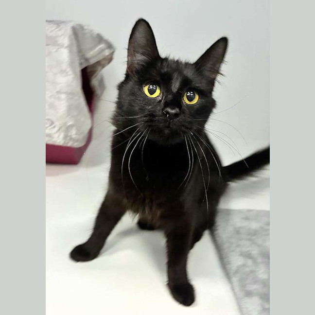 Photo of Binx