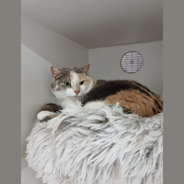 Photo of Cookie
