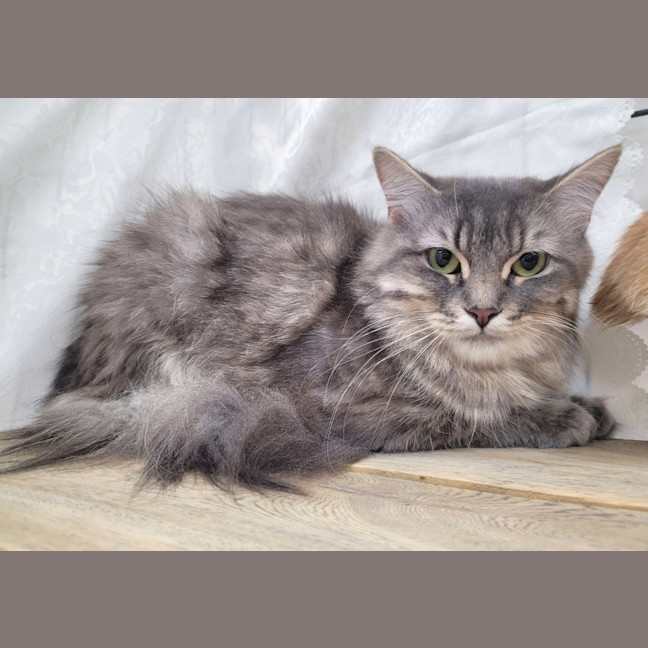 Photo of Evangeline 