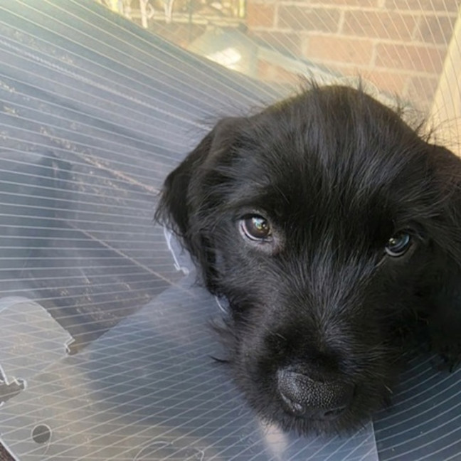 Photo of Hattie