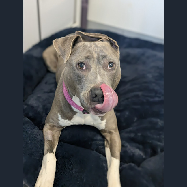 Photo of 🍇 Lyra 6376 🍇