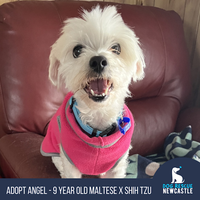 Photo of Angel 😇9yo, Maltese X Shih Tzu (On Trial 4/11/24)