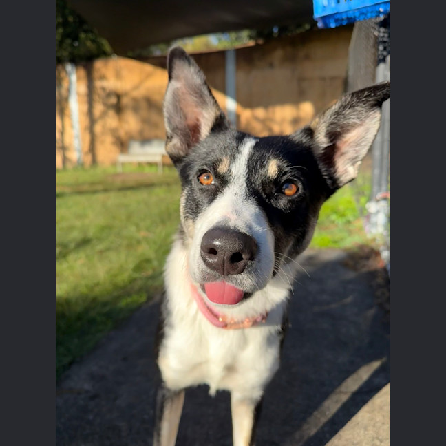 Photo of Poppy