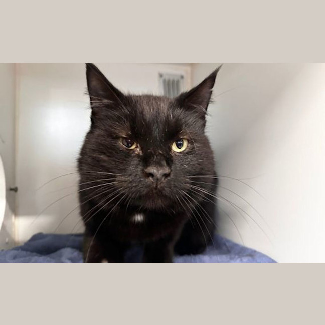 Photo of Shadow
