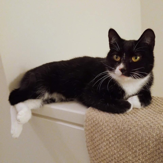 Photo of 12242   Oreo