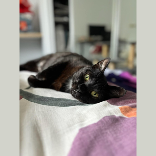 Photo of Puss Puss