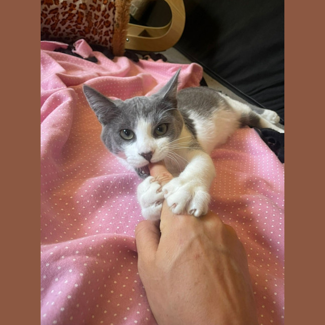 Photo of Disco