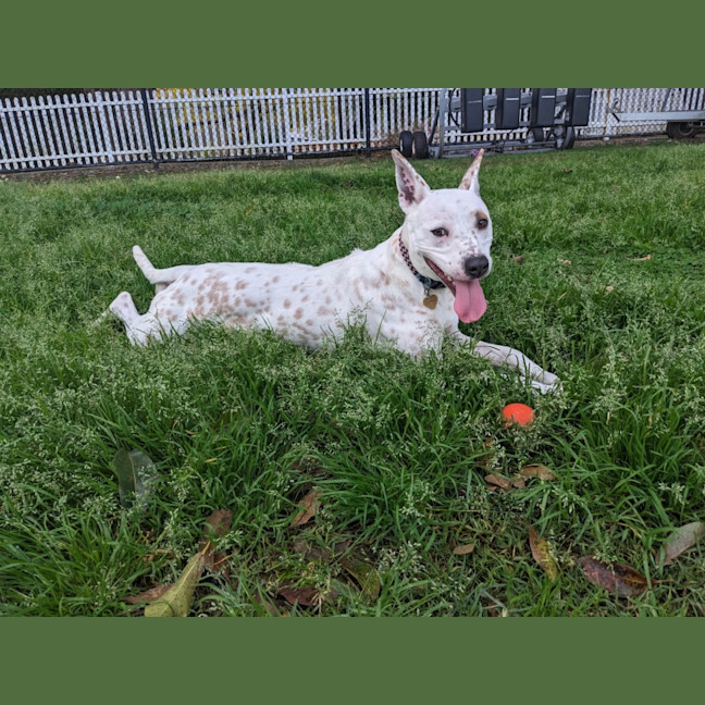 Photo of Luna