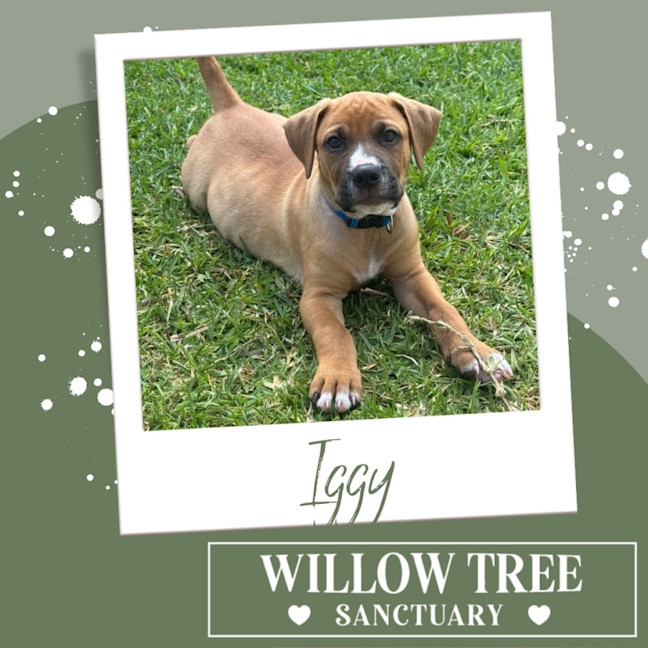 Photo of Iggy