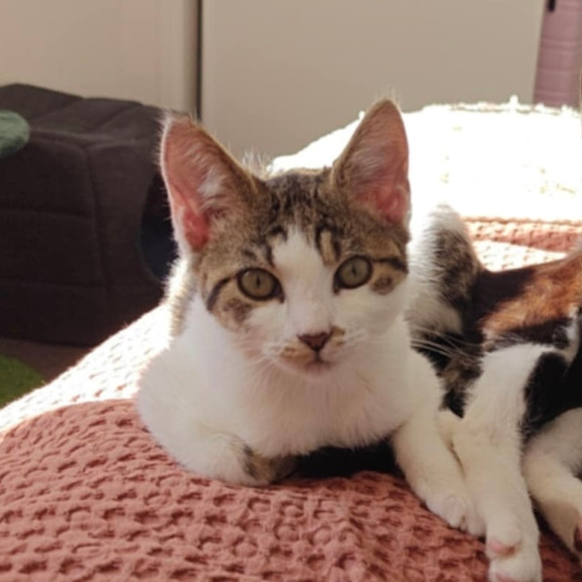 Photo of Milo