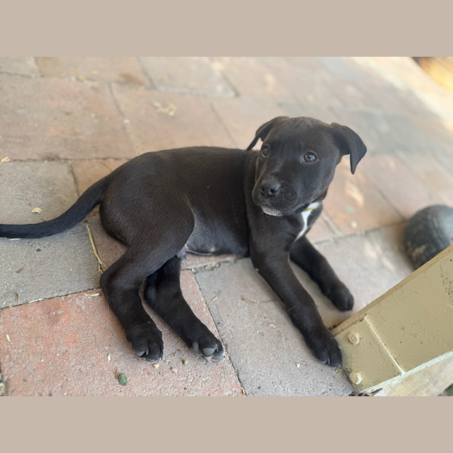 Photo of Ikaris   9 Week Old Staffy X