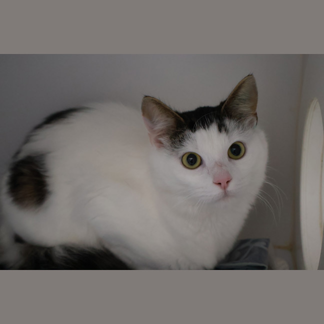 Photo of Midori