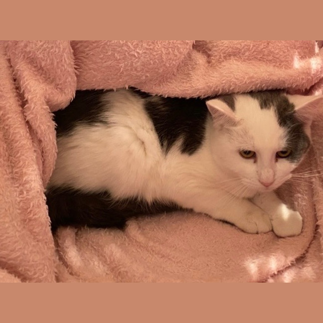 Photo of Snowy