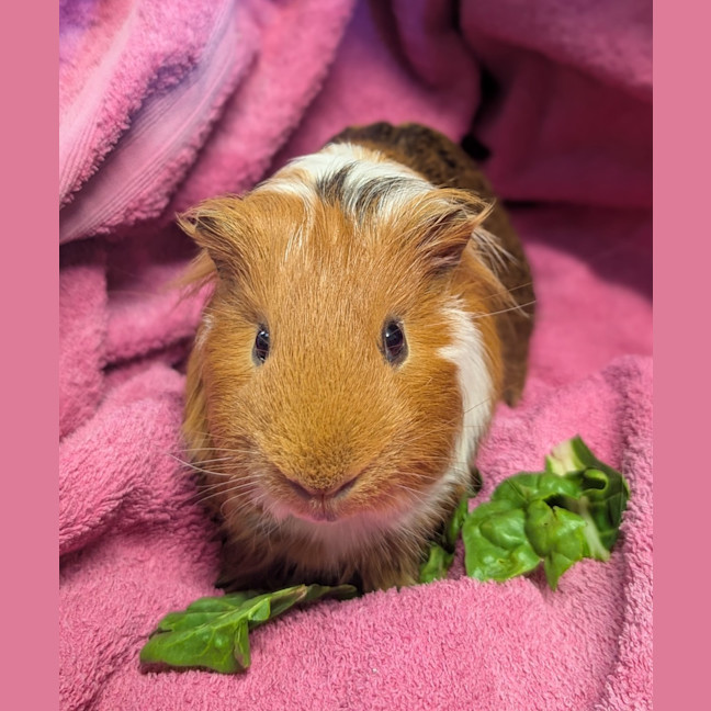 Photo of Brownie