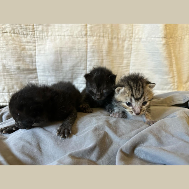 Photo of Yoko (Jinx)