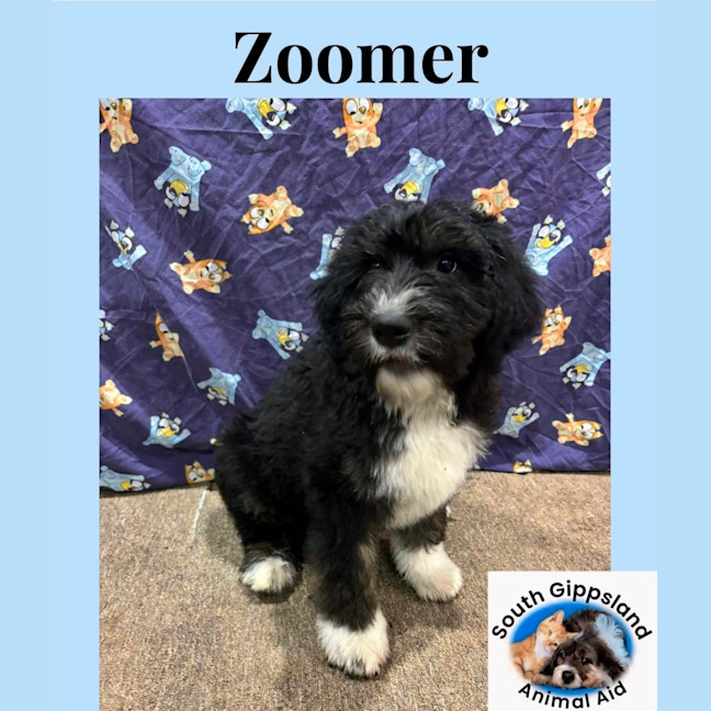 Photo of Puppies!!! Please Read Full Description