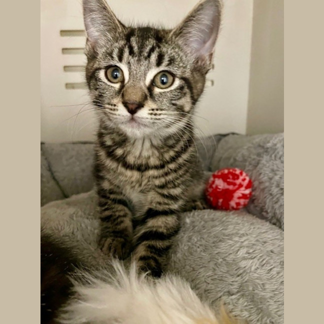 Photo of Spanner *Meet Me At Petstock Double Bay*