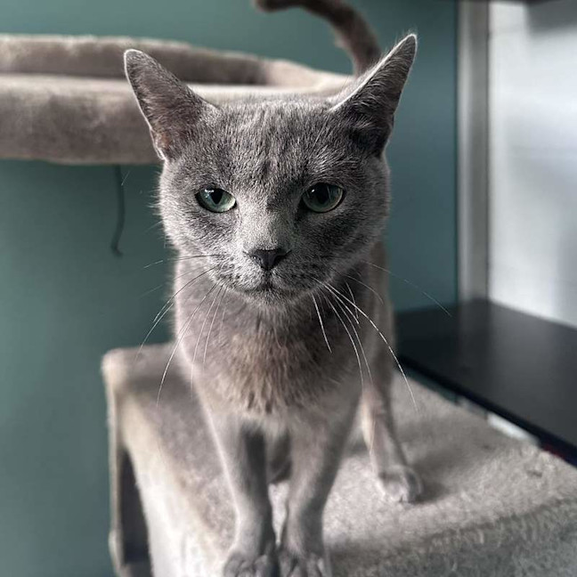 Photo of Lyra