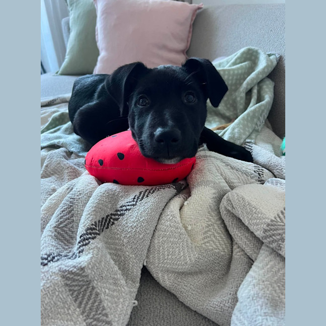 Photo of Nickel