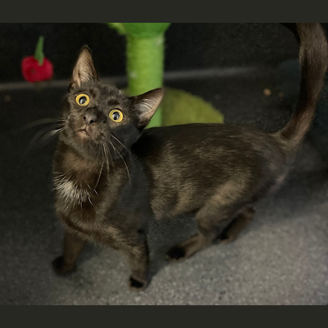 Photo of Delilah