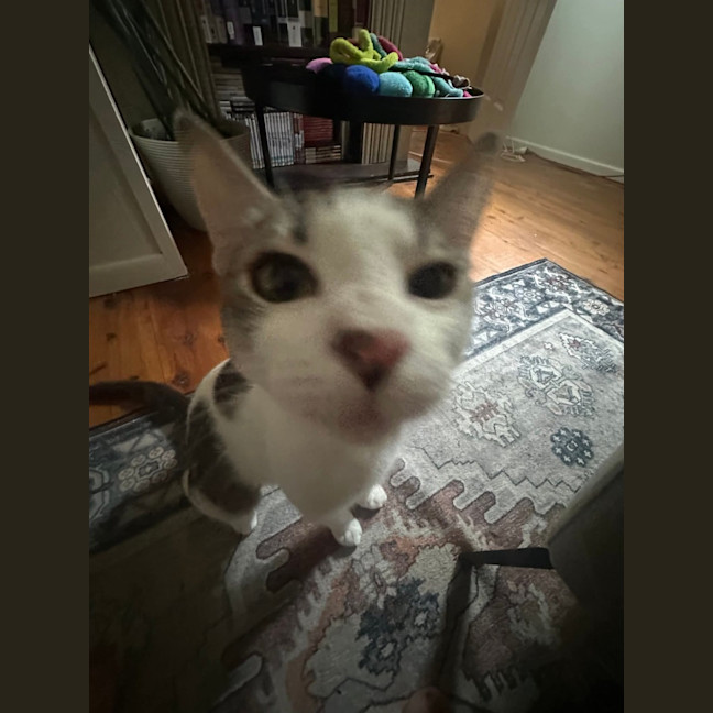 Photo of Honey